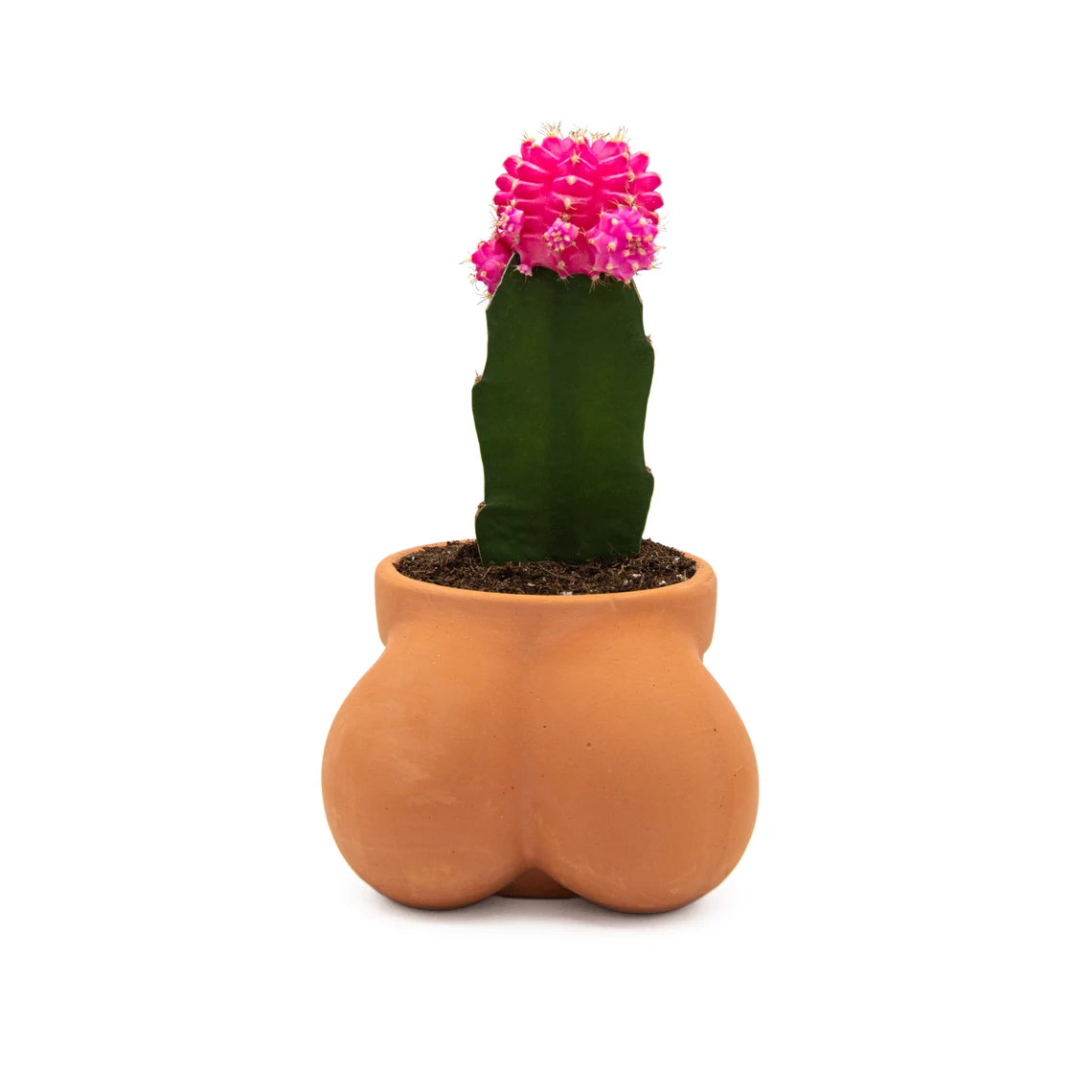 Terracocktus Pot Planter